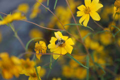 Common Flower Names List