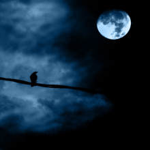 2008 Moon Phases