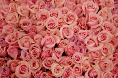 Wedding Love Songs