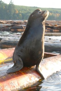 Local Sealions
