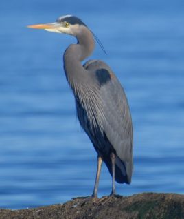 Click to see a few pictures of wildlife and this area