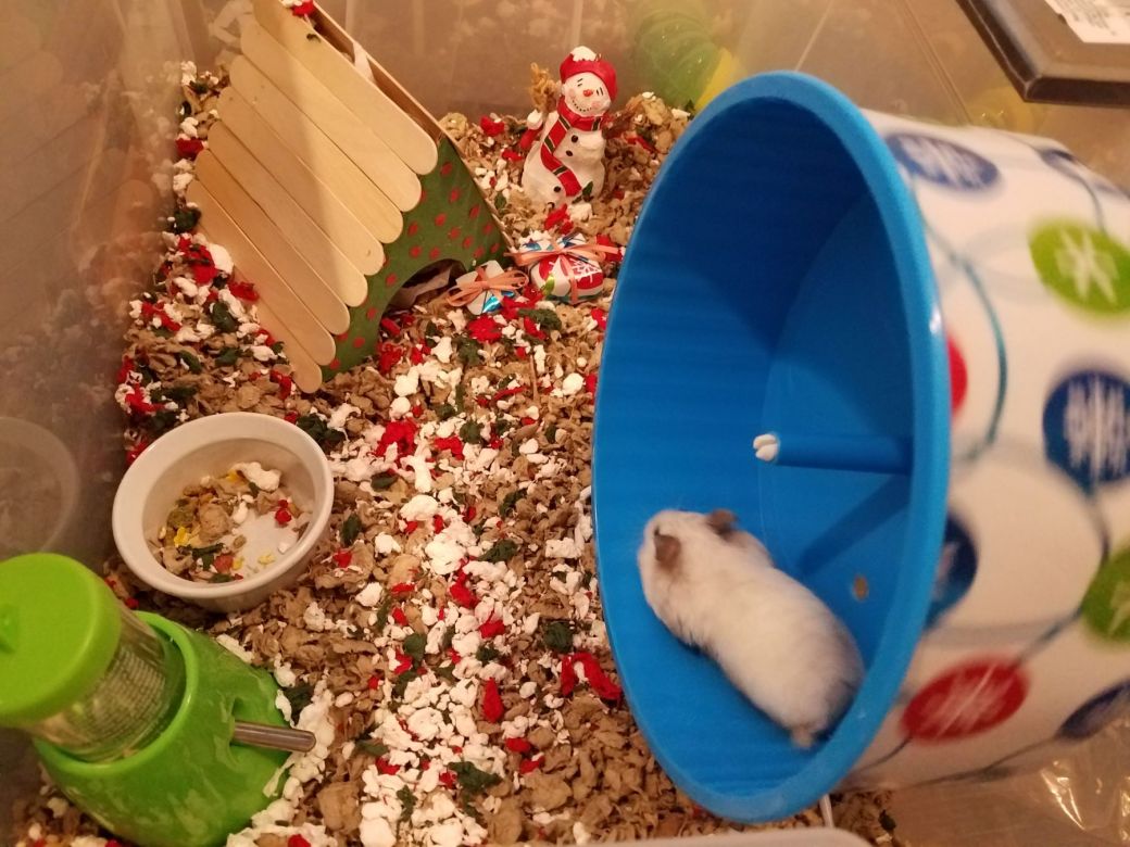 christmas hamster bedding