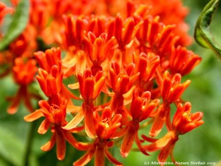 Butterfly Weed