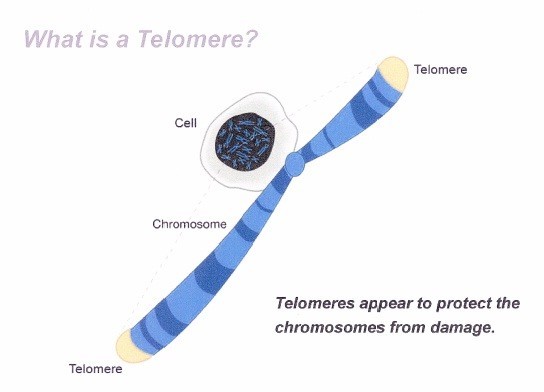 Telomere